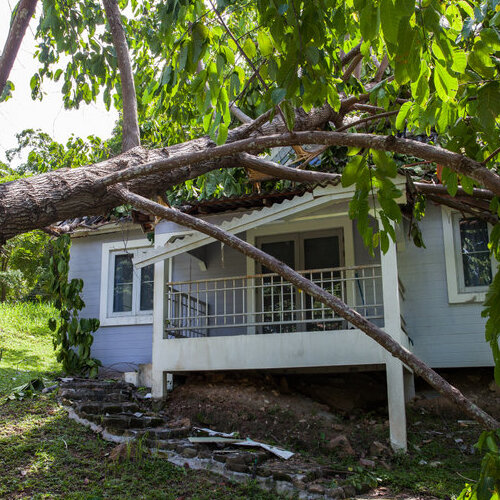 fallen tree on top of a house