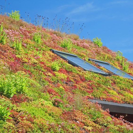 green roof with variety of colors